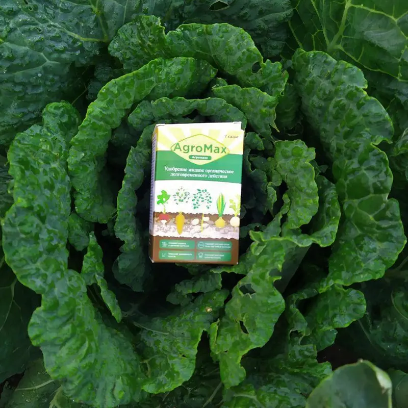 Упаковка удобрения Агромакс лежит на растущем качане капусты