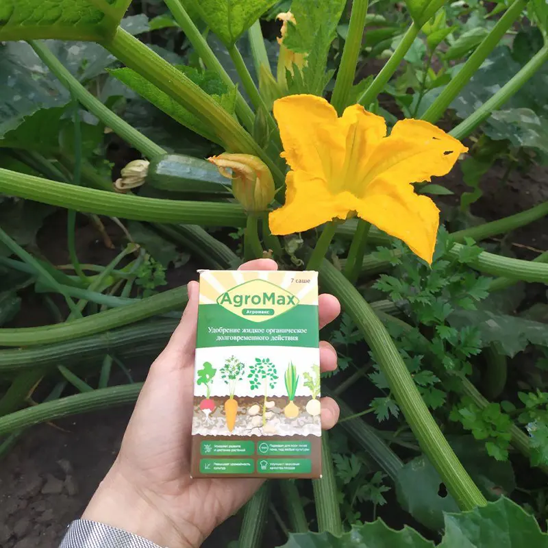 Рука держит упаковку удобрения Агромакс на фоне соцветия и плода кабачка