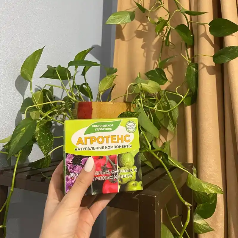 Рука держит упаковку Агротенс на фоне домашнего растения