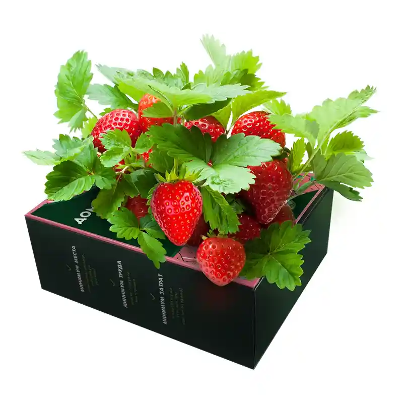 Пророщенная клубника в домашней ягоднице Кладовая природы