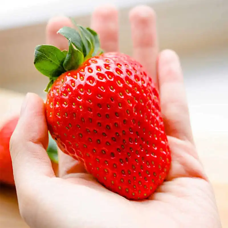 Крупный плод японской клубники Тэнгоку в руке