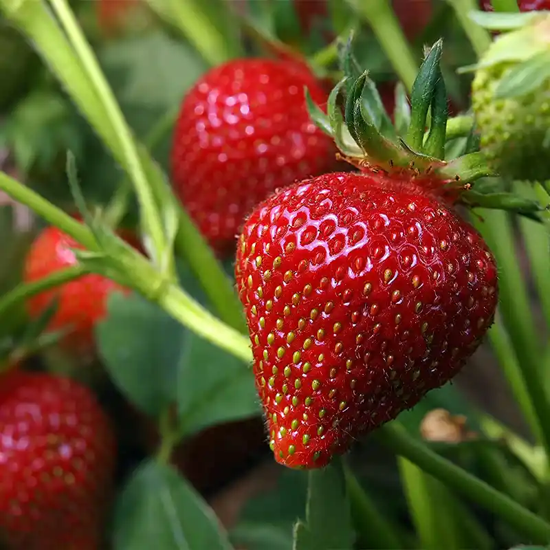 Созревшие плоды японской клубники Тэнгоку