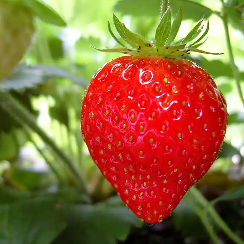 Японская клубника на кусте