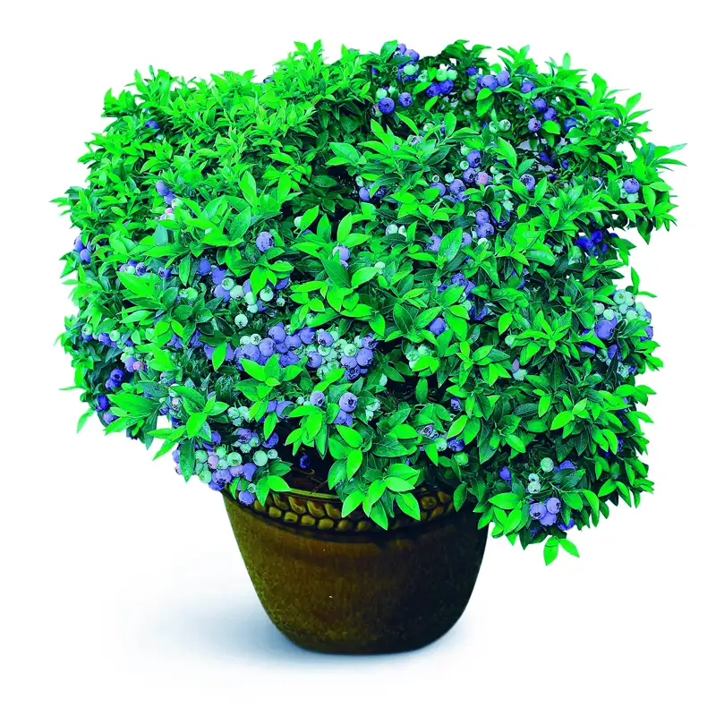 Куст домашней черники