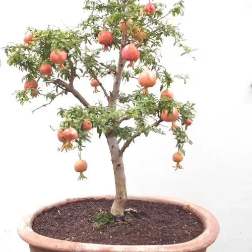 Домашний мини-гранат в горшке