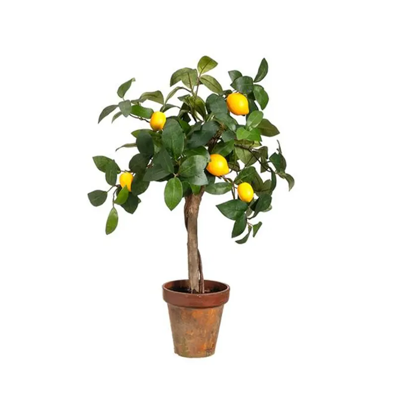 Комнатный лимон в горшке