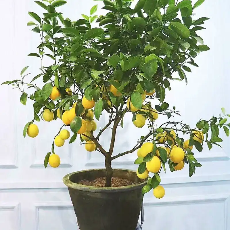 Взрослое дерево гибридного лимона в горшке