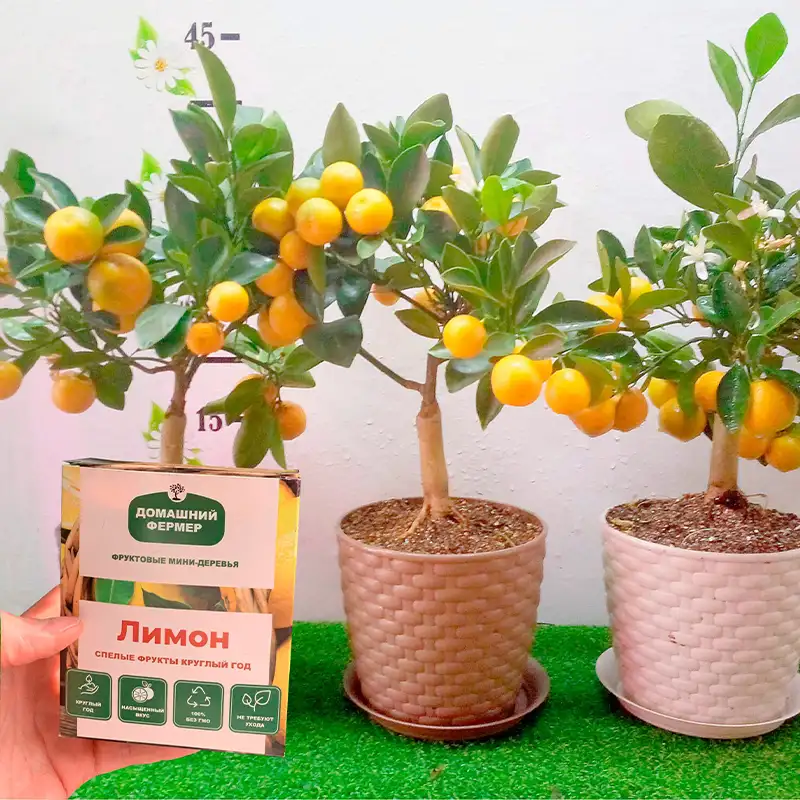 Три дерева домашнего лимона в горшках и упаковка с семенами