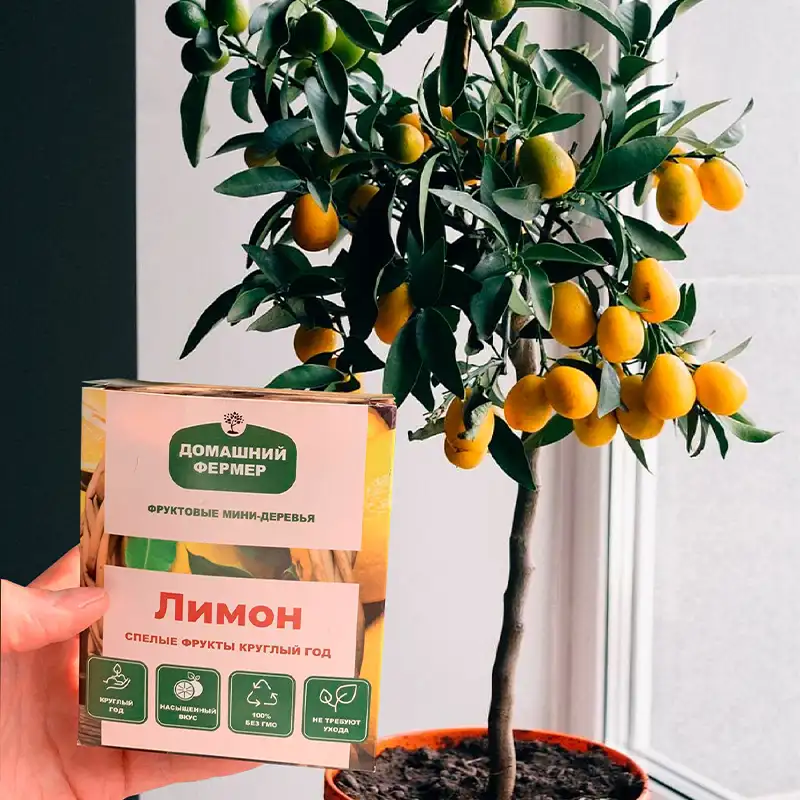 Рука держит упаковку мини-лимона на фоне дерева лимона в горшке