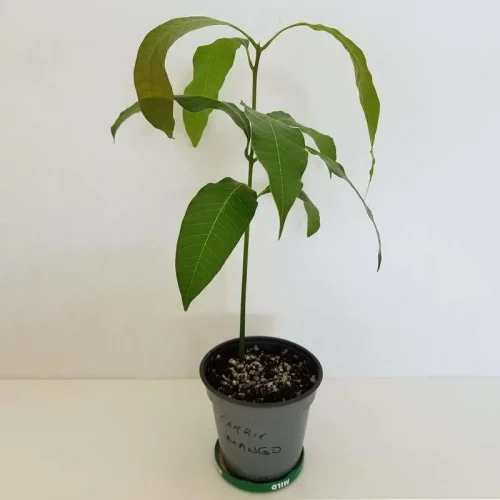 Саженец манго плодоносящий