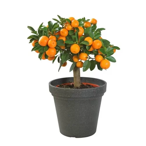 Дерево мини-мандарина в горшке