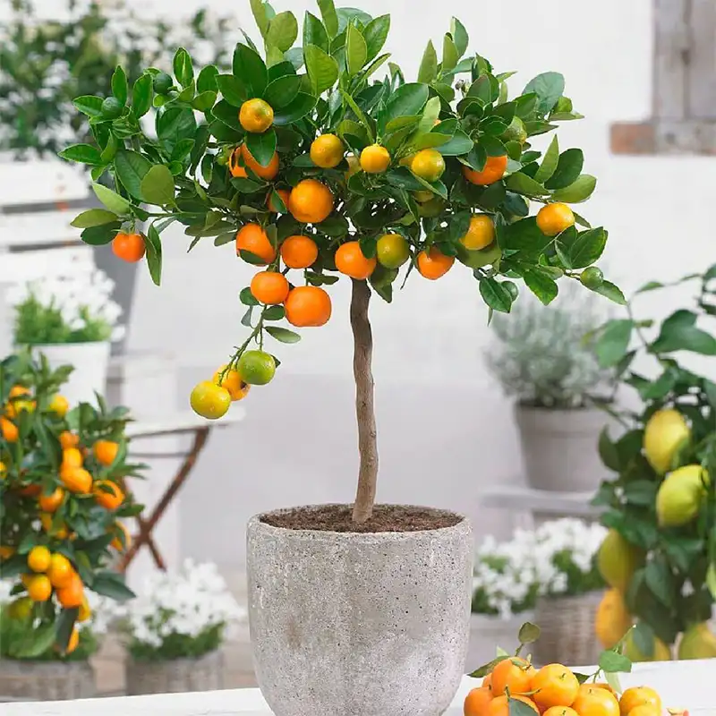 Гибридное дерево мини-мандарина