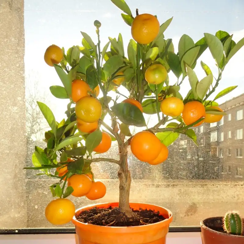 Упаковка мини-мандарина