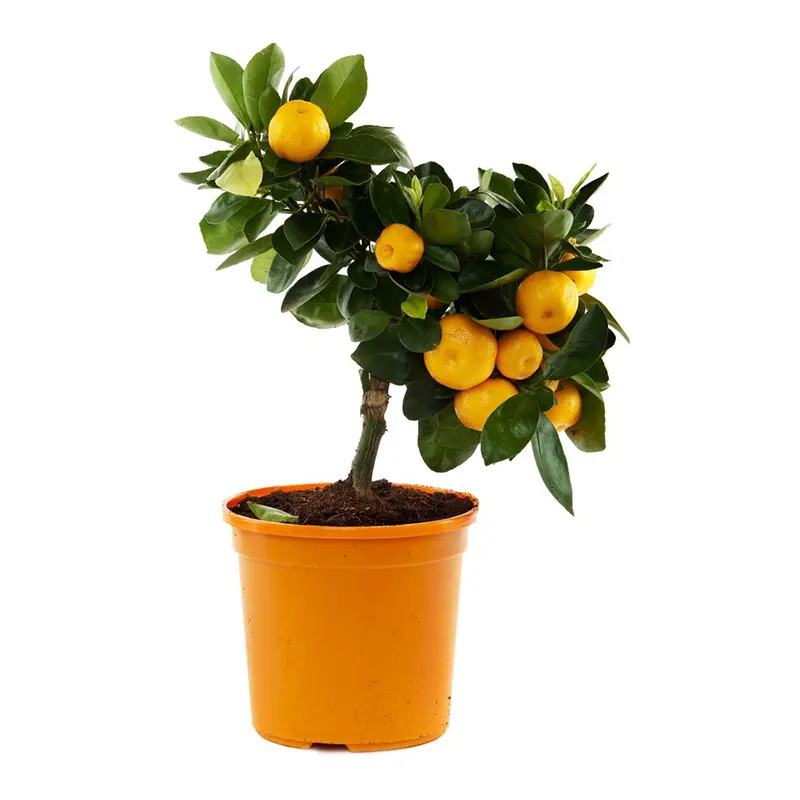 Гибридное мини-дерево апельсина