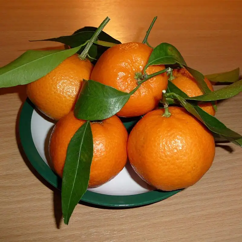 Собранные плоды апельсина с гибридного мини-дерева