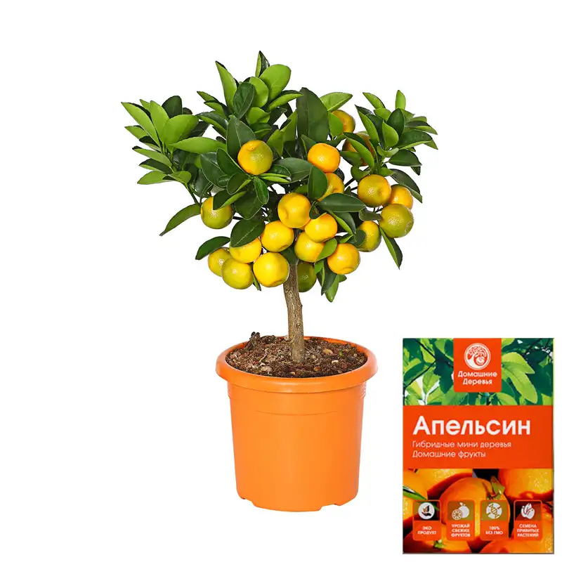 Карликовое дерево апельсина в горшке рядом с упаковкой