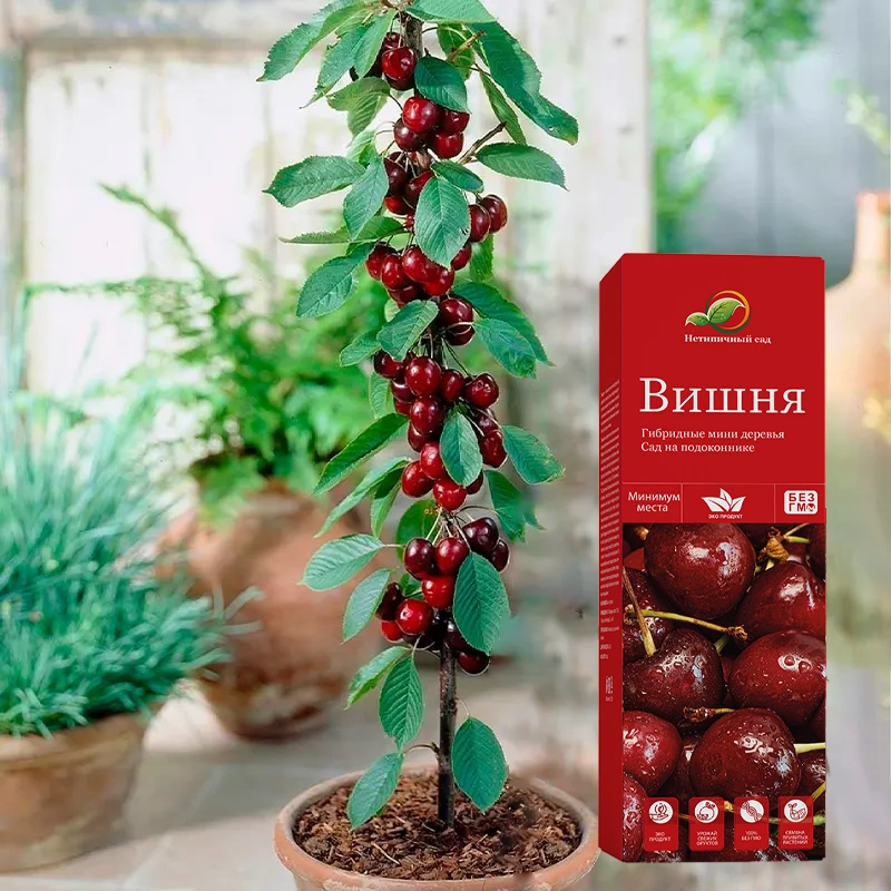 Дерево мини вишни