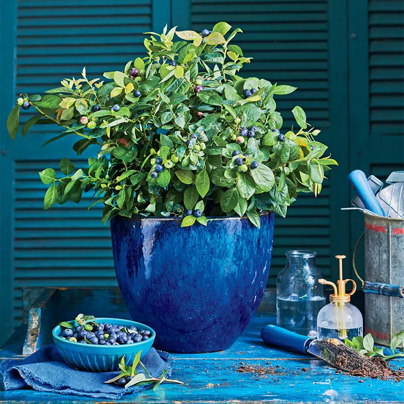 Голубика Денис Блю в горшке