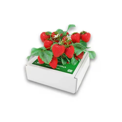 Ягодница клубники Сказочный сбор