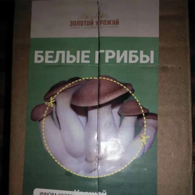 Домашняя грибница белых грибов