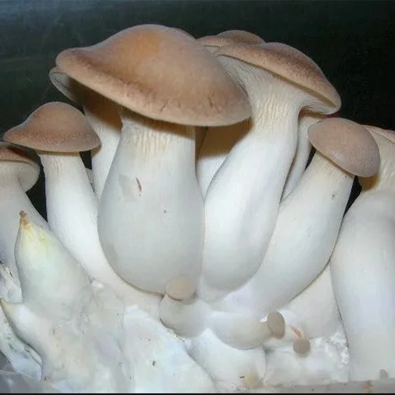 Белые грибы молодые