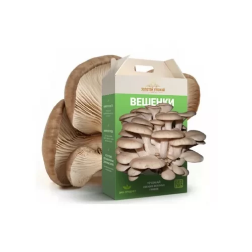 Домашняя грибница Золотой урожай на фоне грибов вешенки