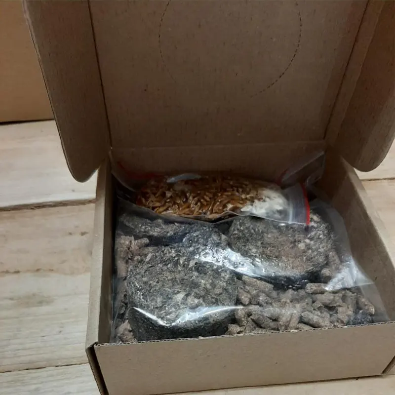 Открытая упаковка домашней грибницы со субстратом