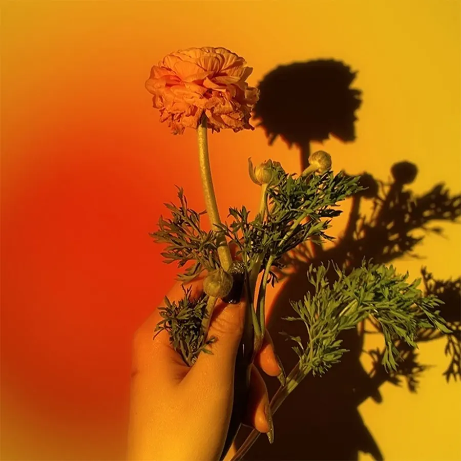 Цветок на фоне заката от проектора