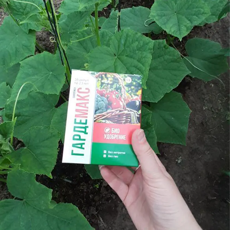 Рука держит упаковку удобрения Гардемакса на фоне кустов огурцов