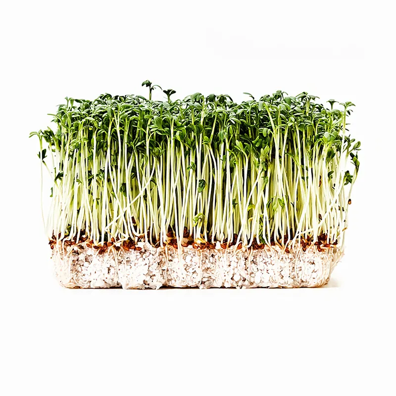 Микроезелень кресс салата на гидропонике