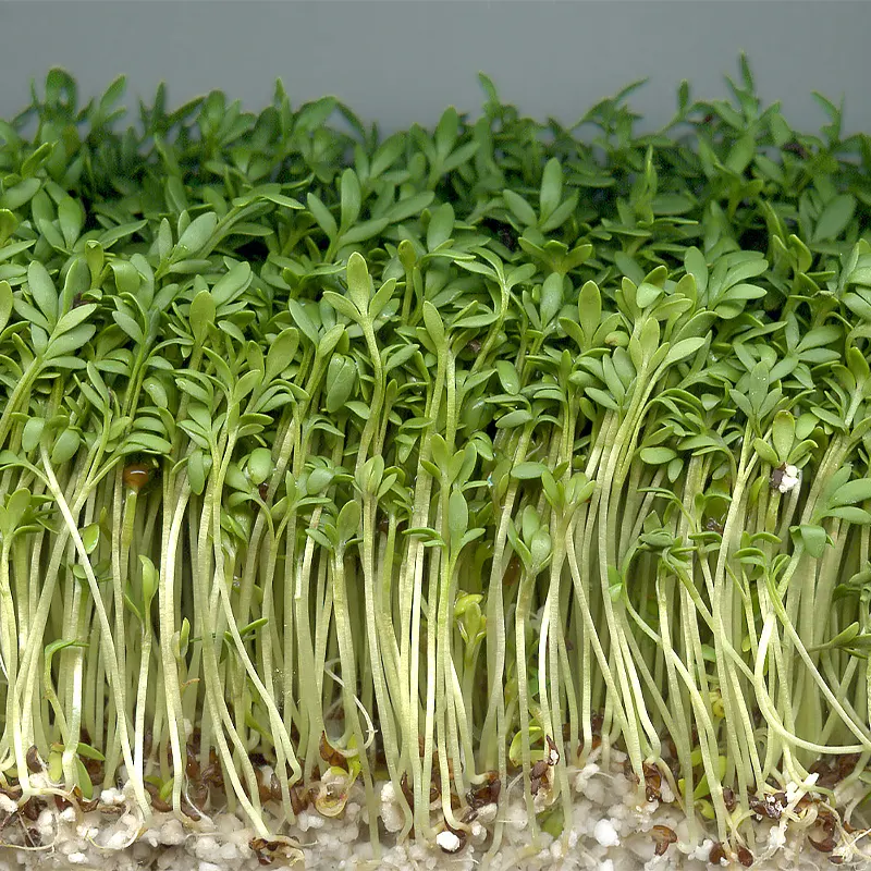 Селективная бустрорастущая зелень кресс салата