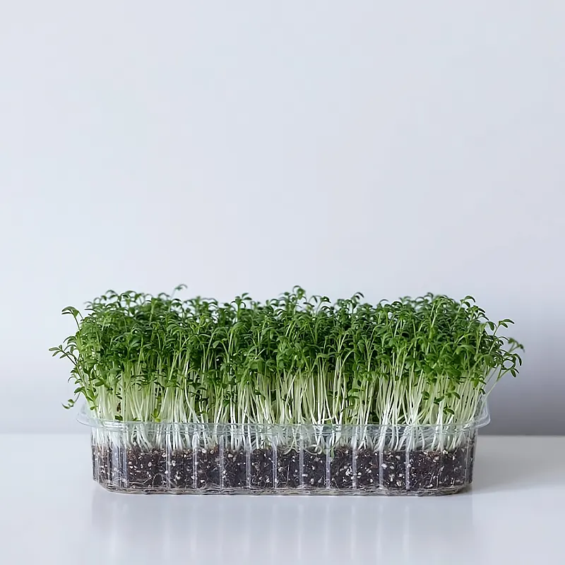 Микрозелень кресс салата на подложке