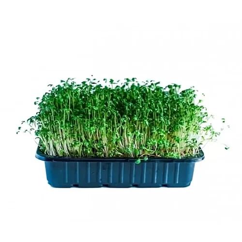 Быстрорастущая микрозелень кресс салата
