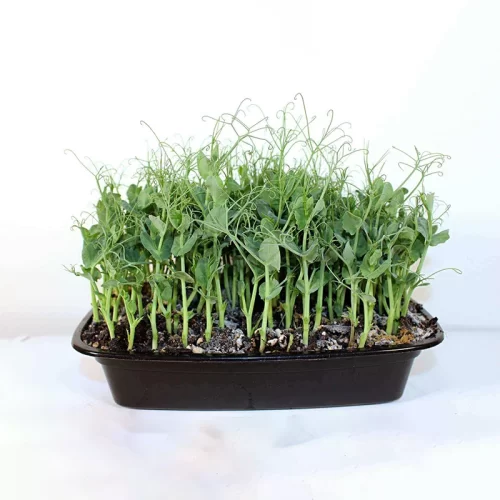 Микрозелень гороха мадрас в лотке