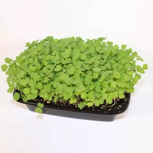 Микрозелень рукколы в лотке