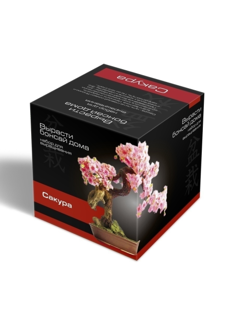 Набор для домашнего выращивания бонсая сакура